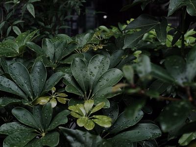 Lush green leaves representing freshness and vitality